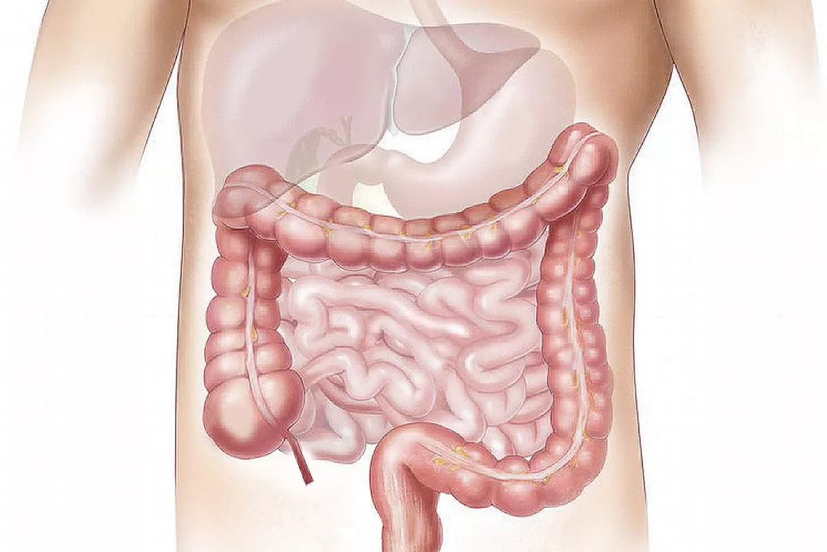 Gastroenterologie.jpg